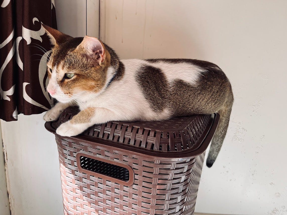Simba sitting on laundry basket