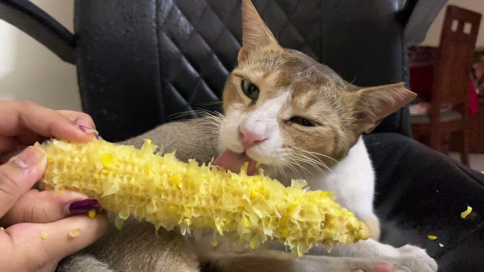 Simba eating corn
